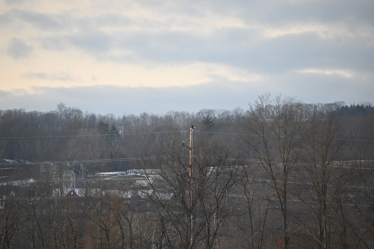 Bald Eagle - ML646882865