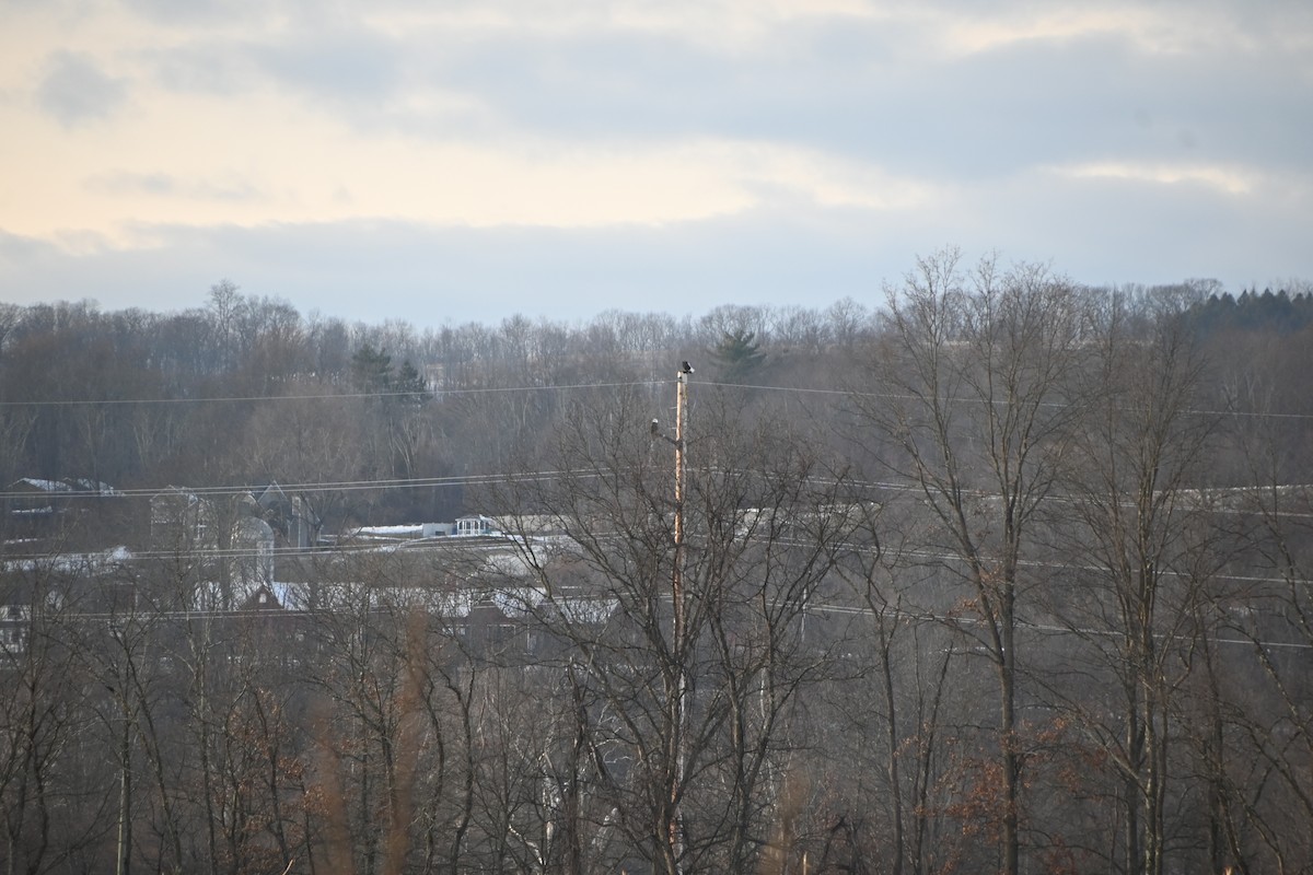 Bald Eagle - ML646882866