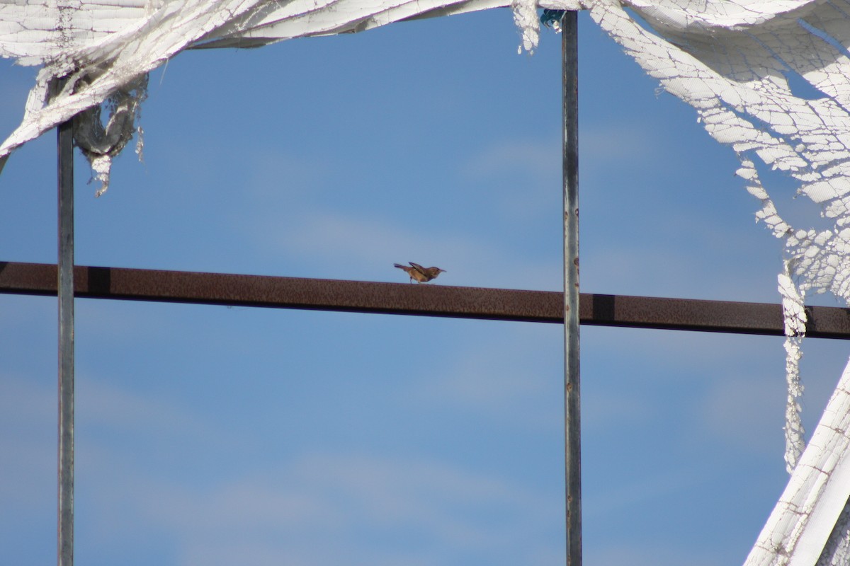 Southern House Wren - ML646882867