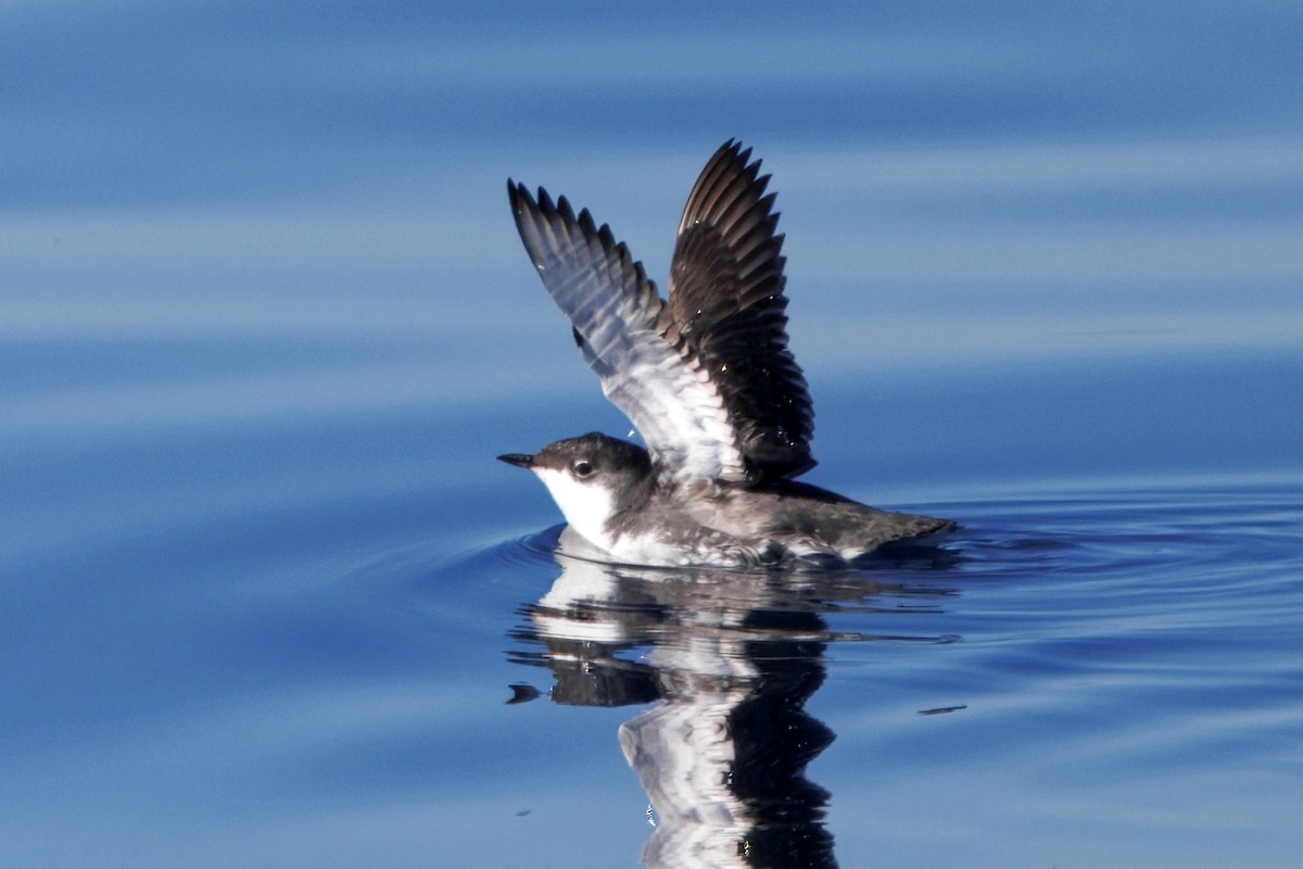 Scripps's Murrelet - ML646882868