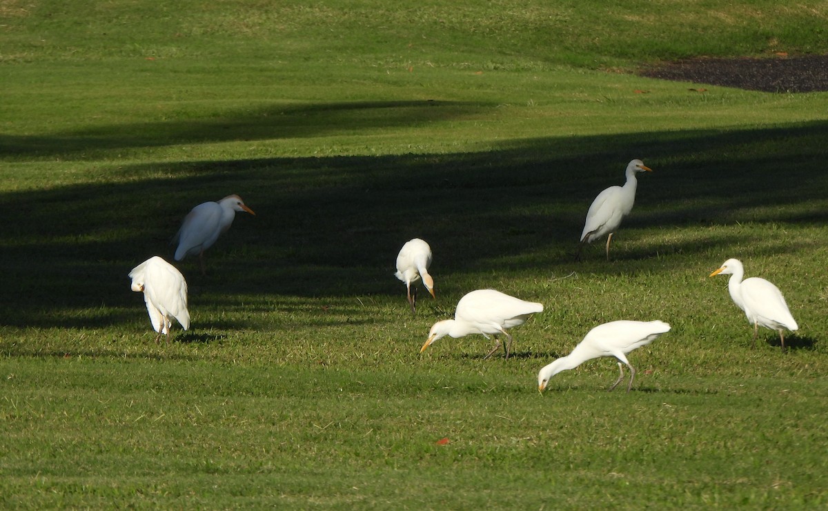 Western Cattle-Egret - ML646882869