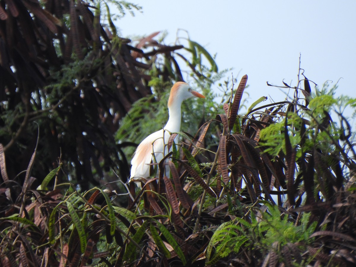 Western Cattle-Egret - ML646882870