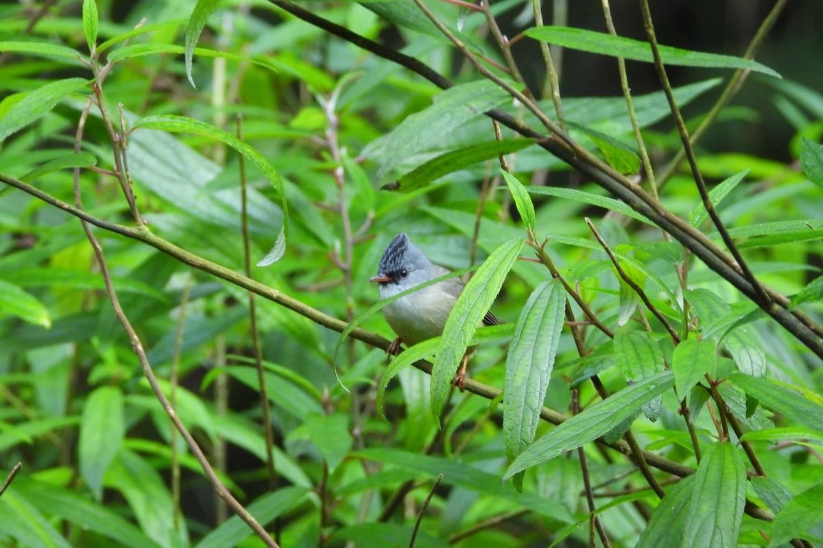 Black-chinned Yuhina - ML646882871