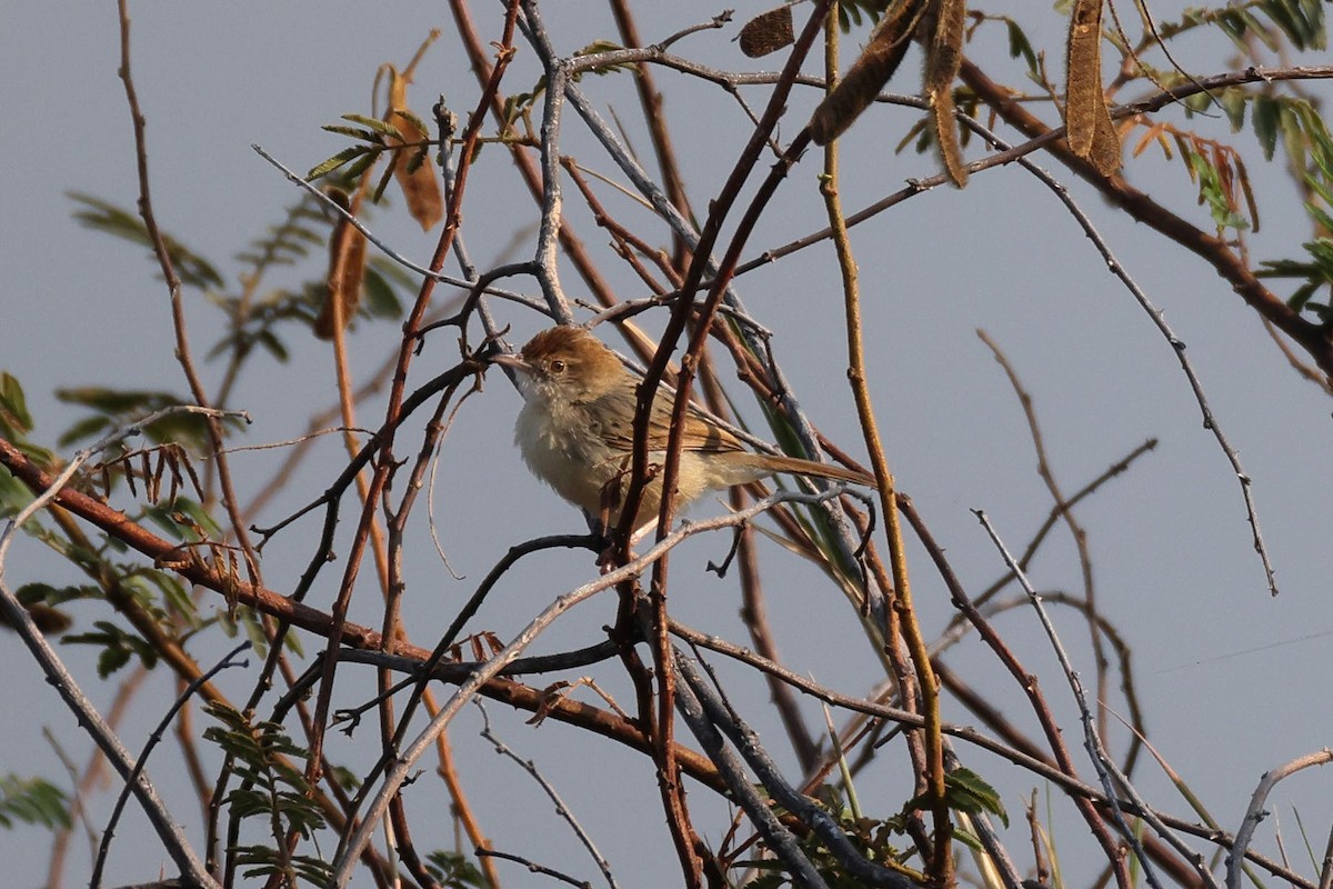 cisticola sp. - ML646882873