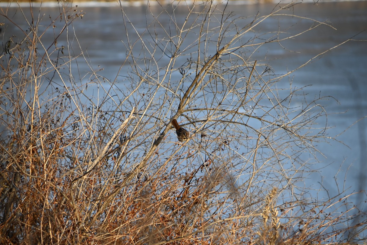 Song Sparrow - ML646882875