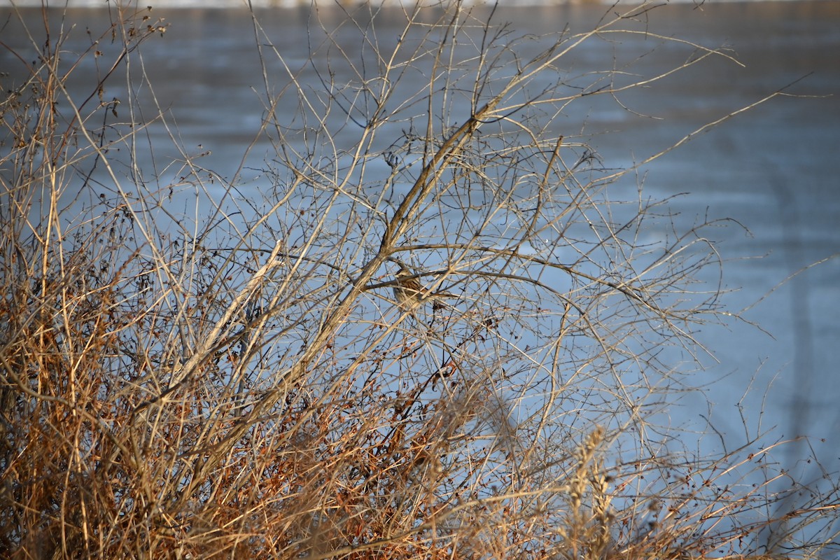 Song Sparrow - ML646882876