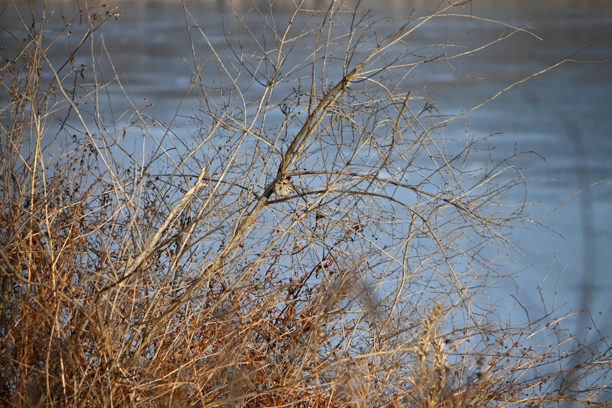 Song Sparrow - ML646882877