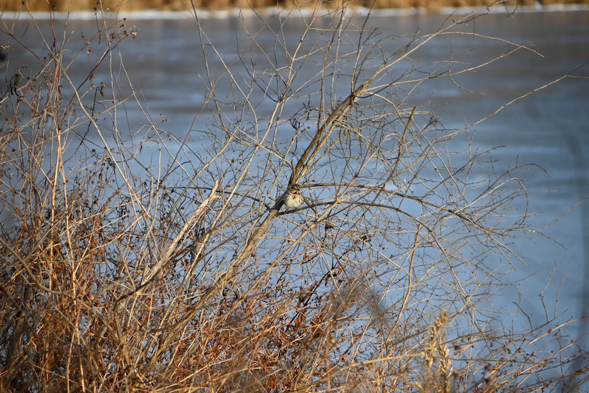 Song Sparrow - ML646882878