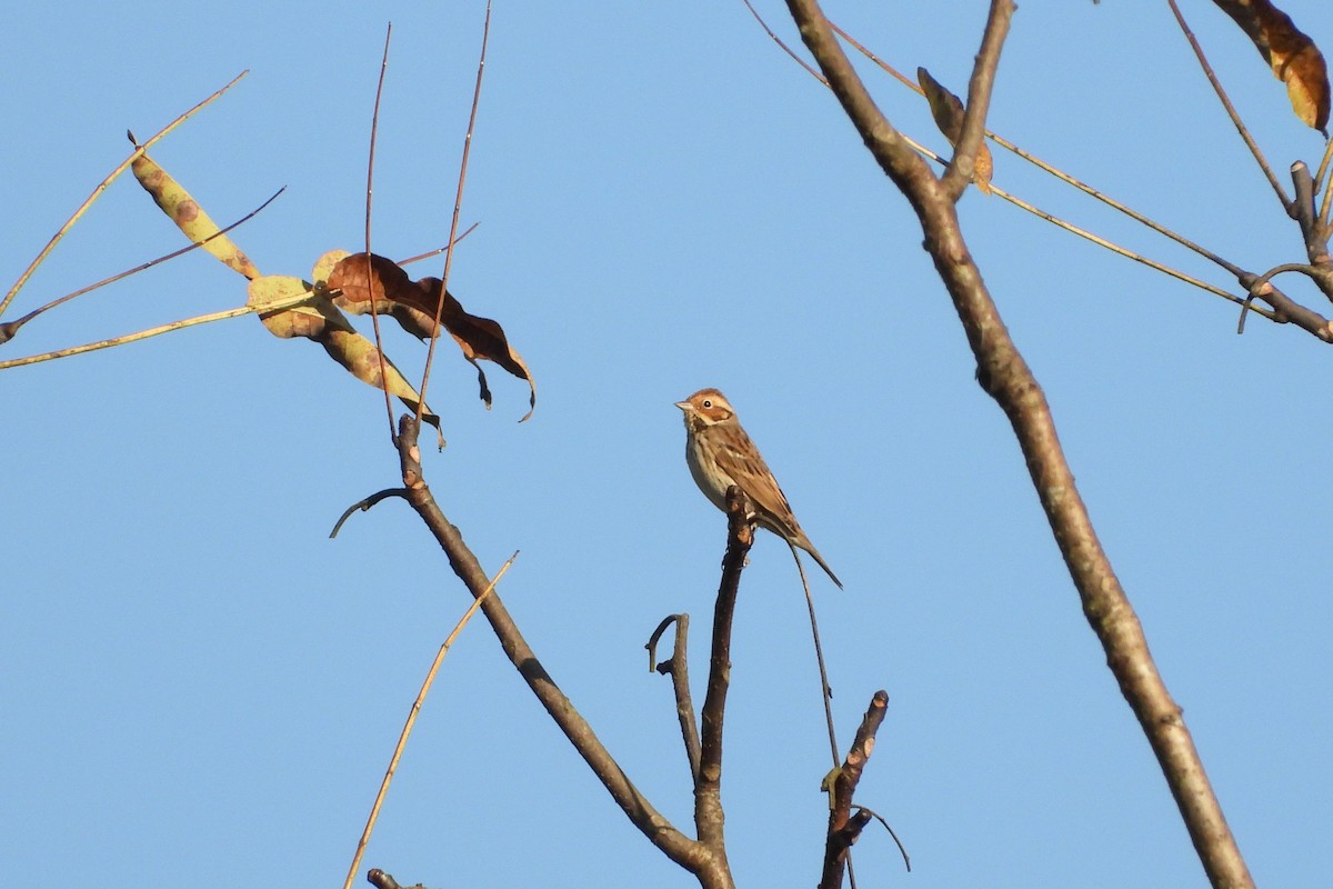 Little Bunting - ML646882879