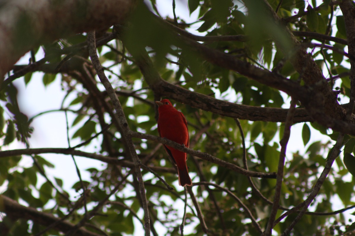 Summer Tanager - ML646882880