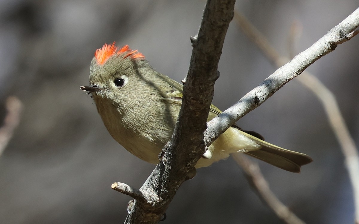 Ruby-crowned Kinglet - ML646882881