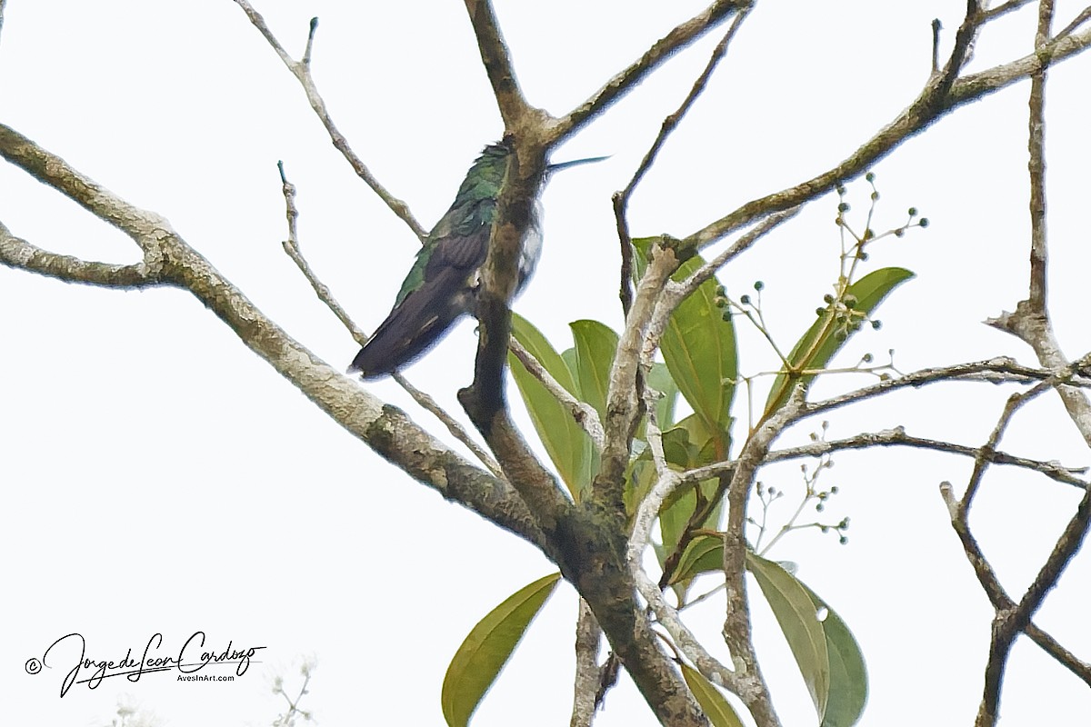 Fiery-tailed Awlbill - ML646882882