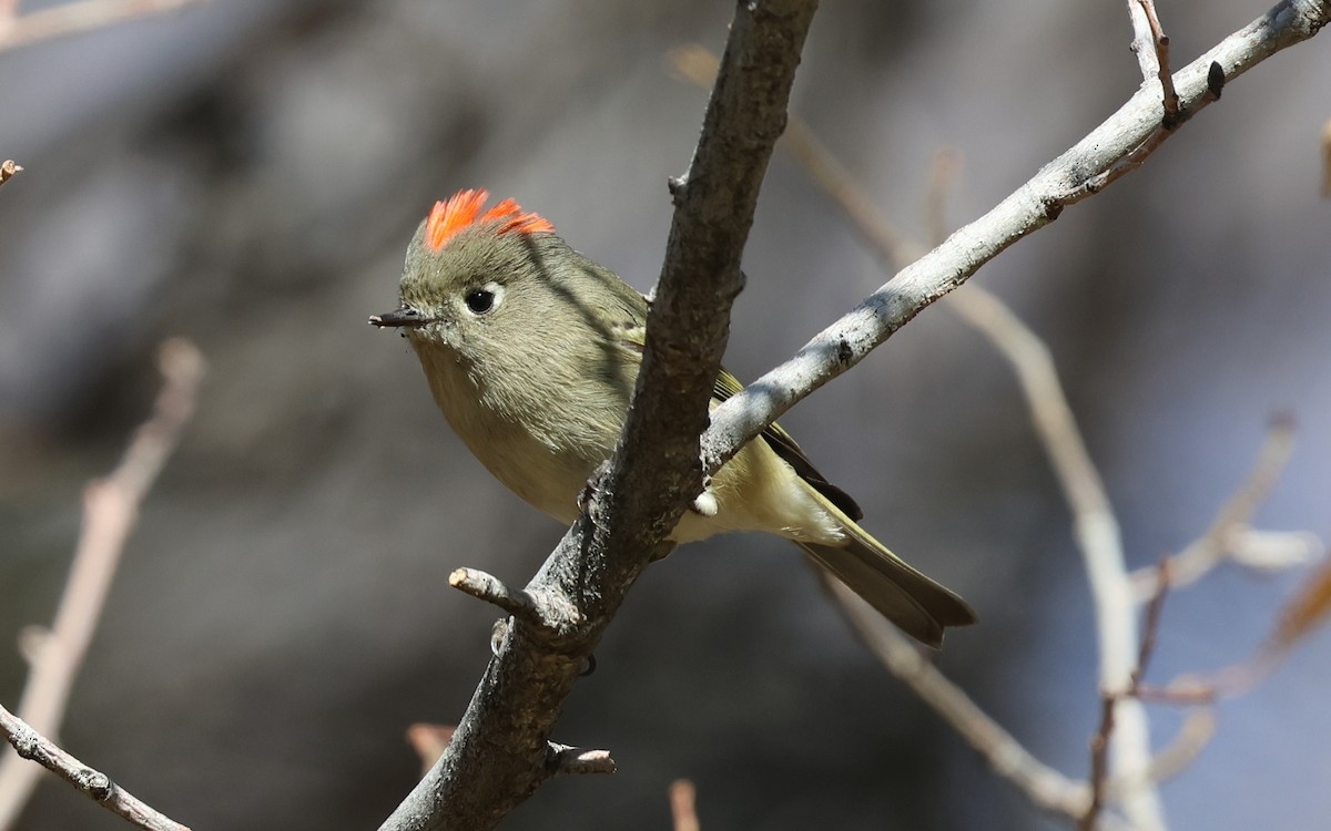 Ruby-crowned Kinglet - ML646882883