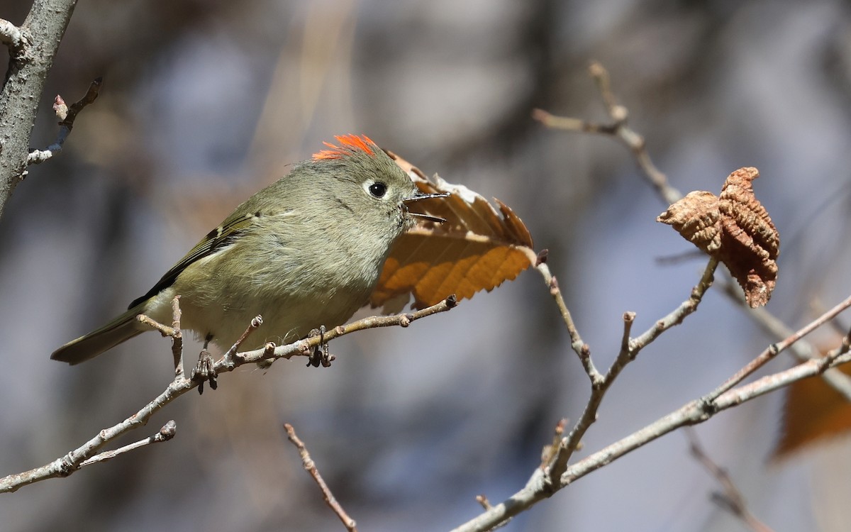 Ruby-crowned Kinglet - ML646882884