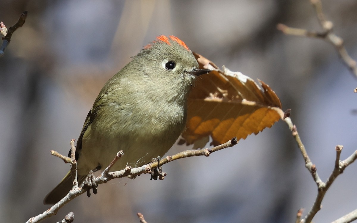 Ruby-crowned Kinglet - ML646882886
