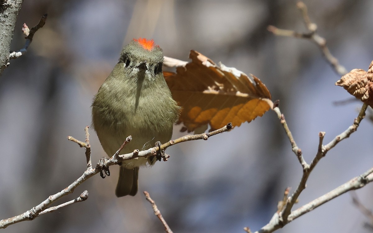 Ruby-crowned Kinglet - ML646882887