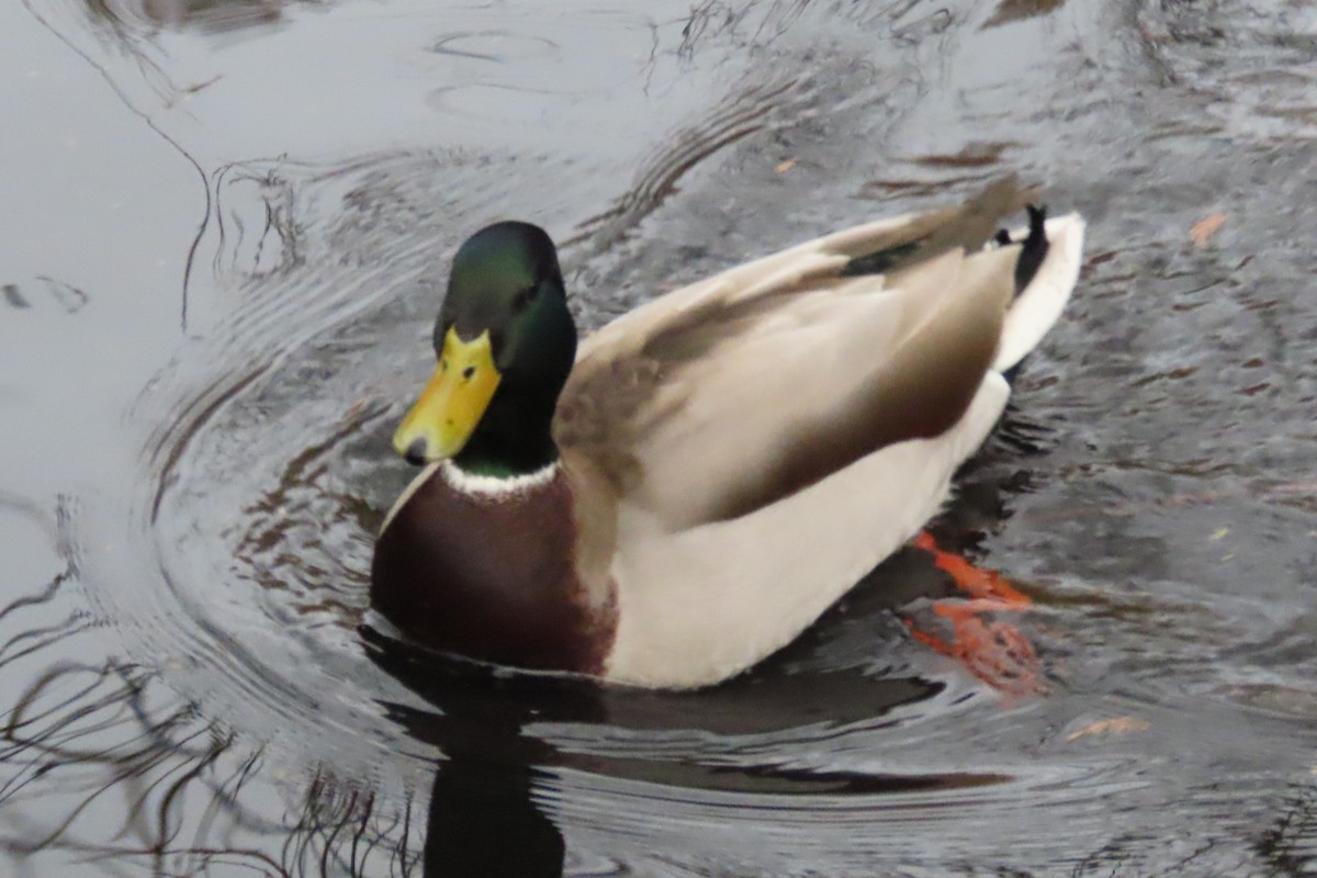 Mallard - ML646882889