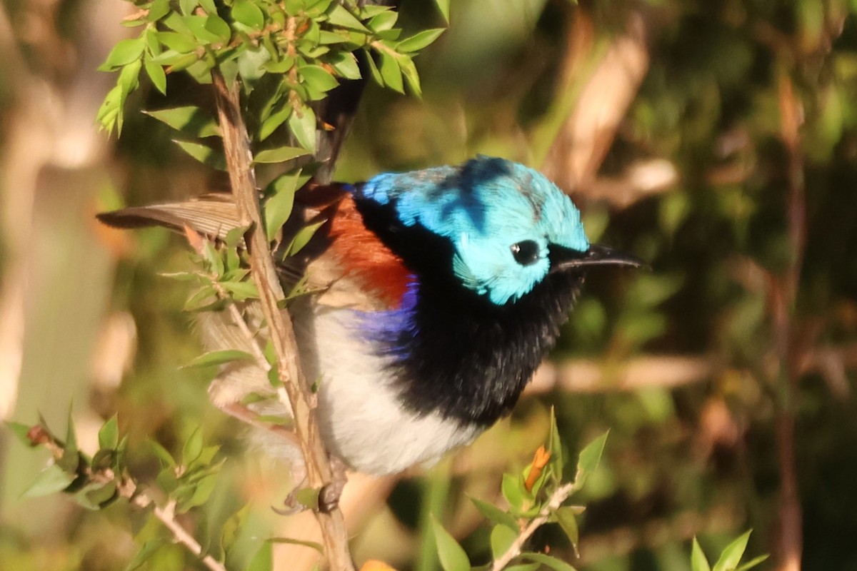 Variegated Fairywren - ML646882890
