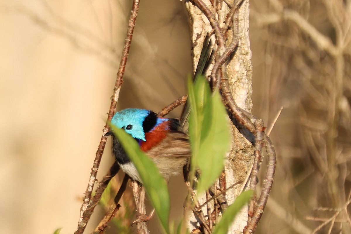 Variegated Fairywren - ML646882891