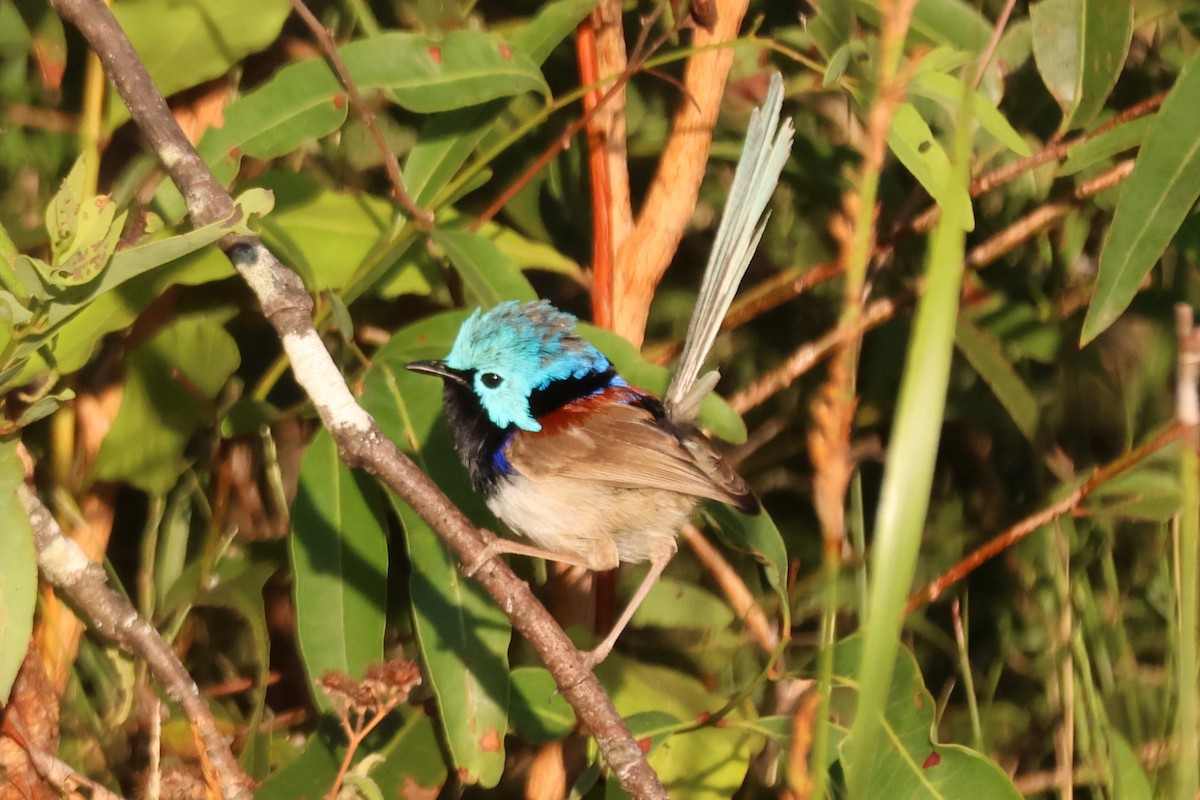 Variegated Fairywren - ML646882892