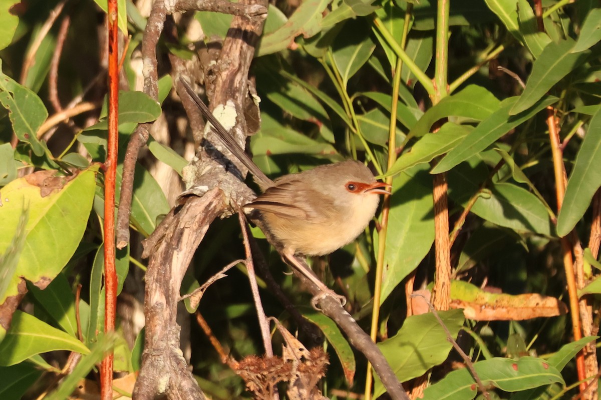 Variegated Fairywren - ML646882893