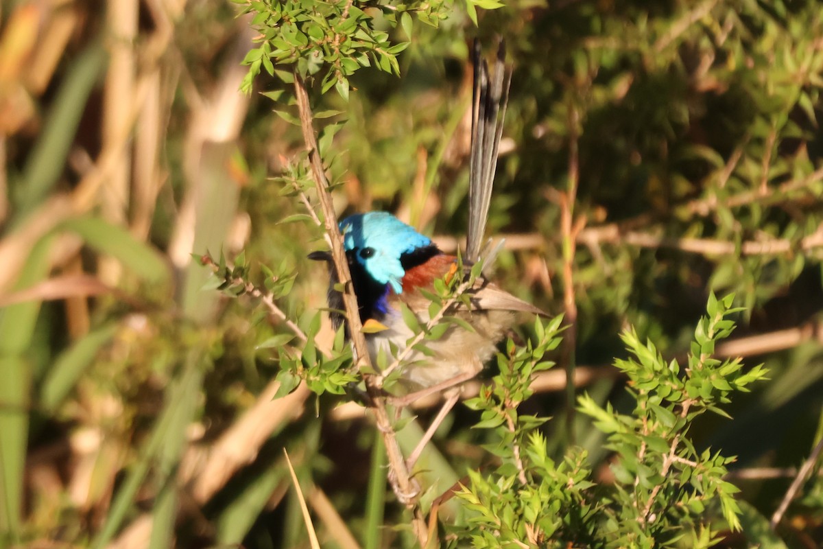 Variegated Fairywren - ML646882894
