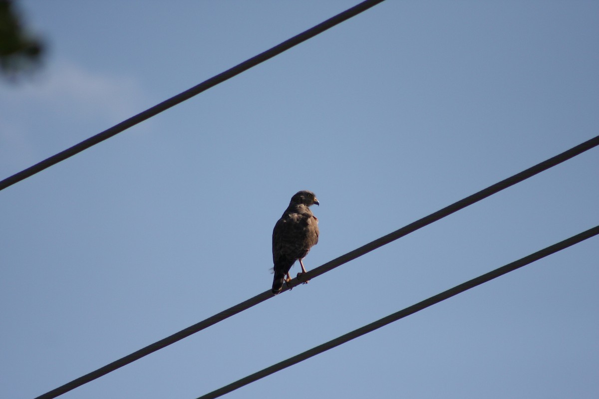 káně krahujová - ML646882899