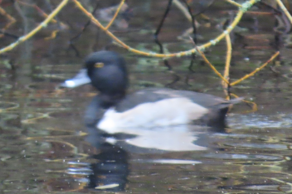 Ring-necked Duck - ML646882900