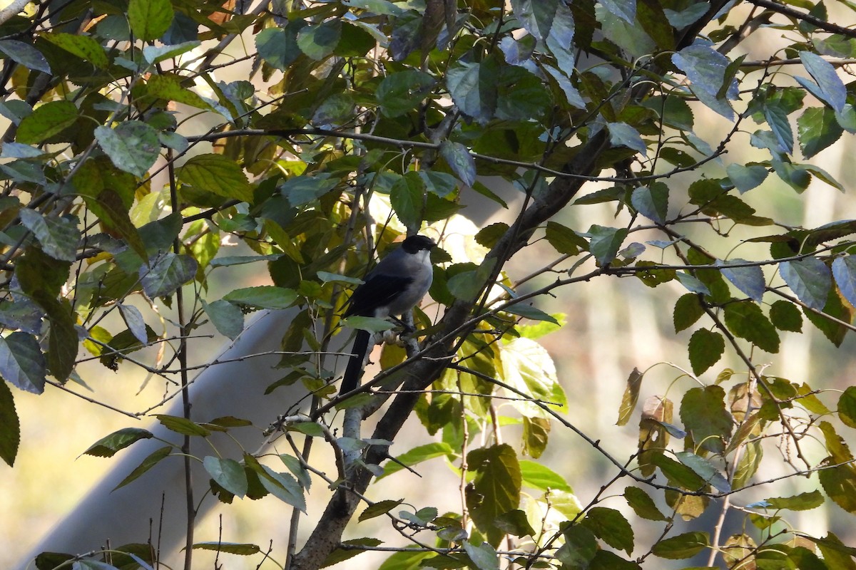 Black-headed Sibia - ML646882903