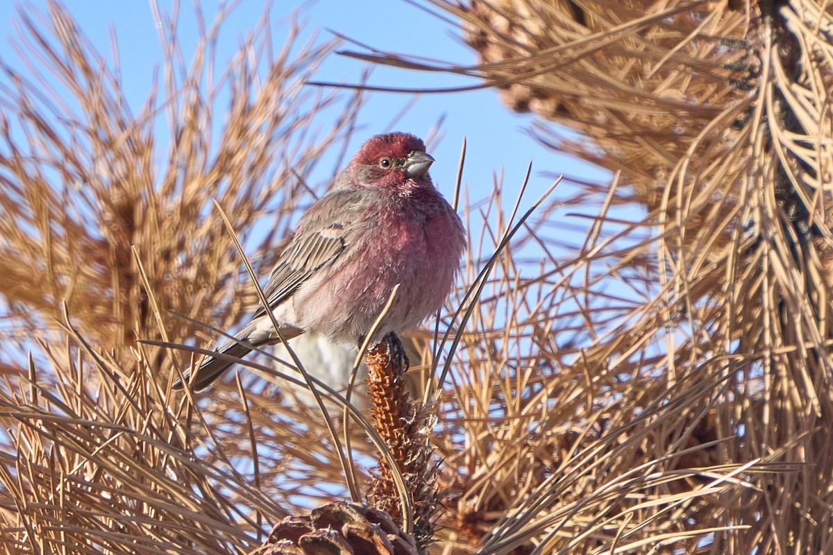 House Finch - ML646882904