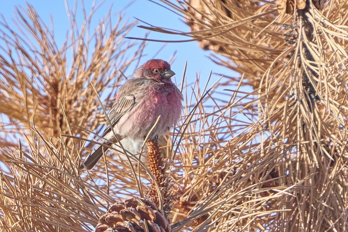 House Finch - ML646882905