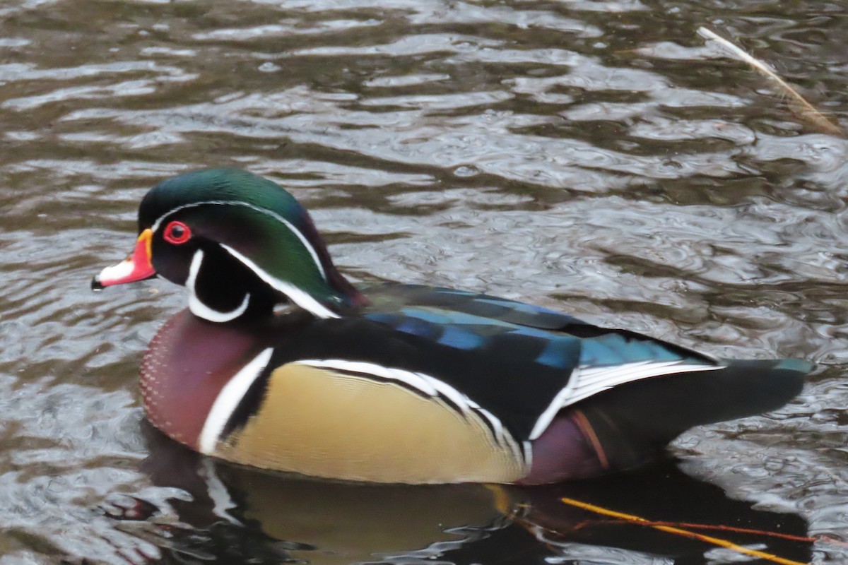 Wood Duck - ML646882910