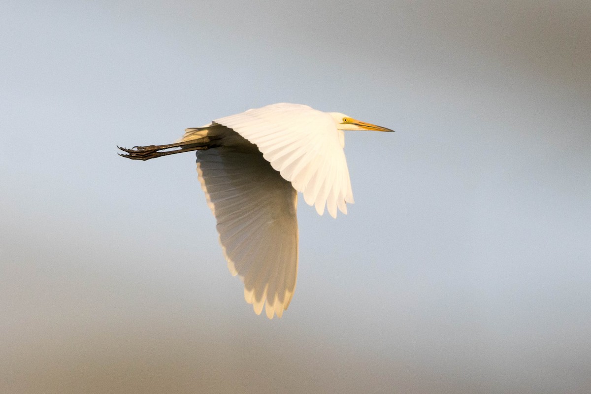 Yellow-billed Egret - ML646882911
