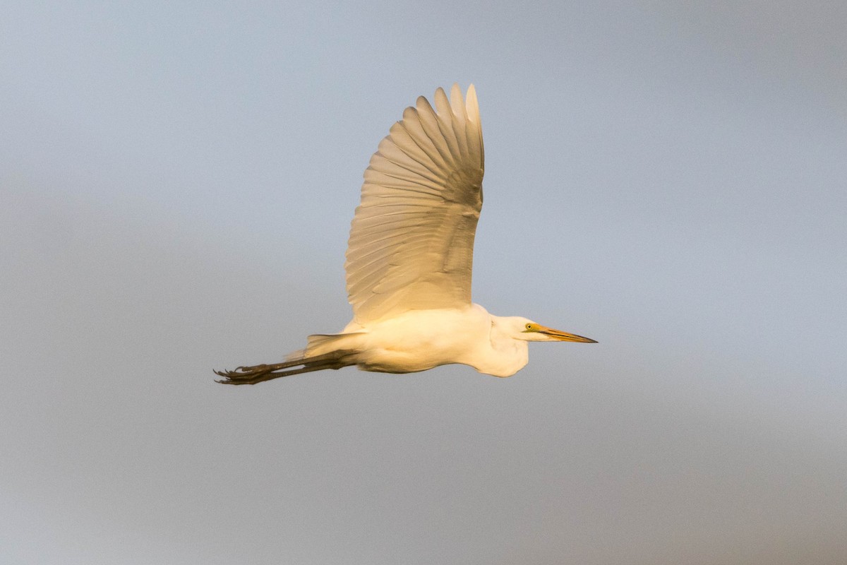 Yellow-billed Egret - ML646882912