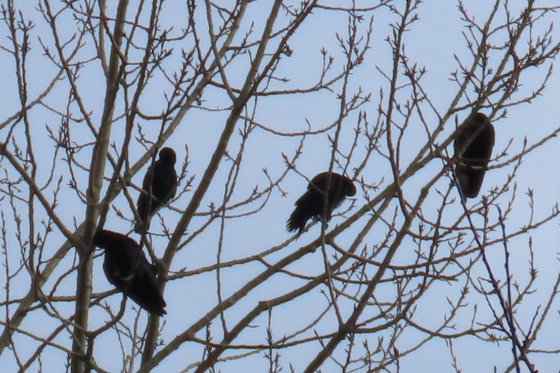 American Crow - ML646882913