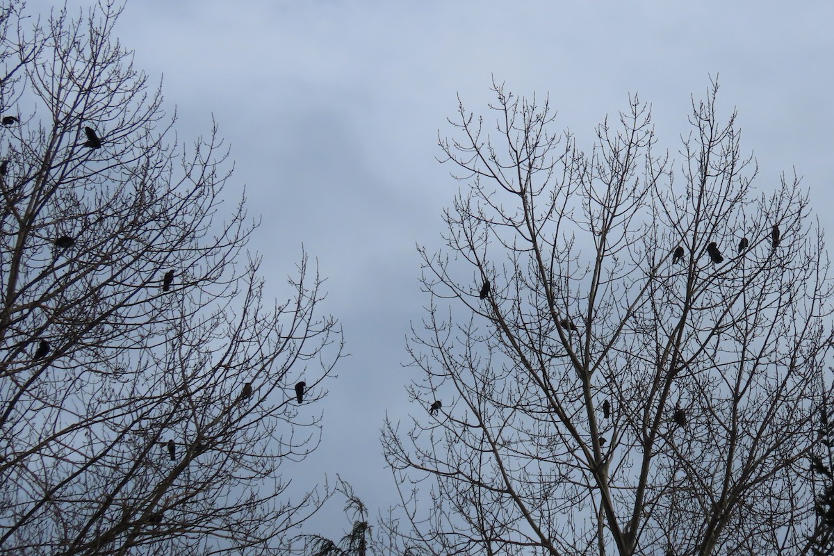 American Crow - ML646882914