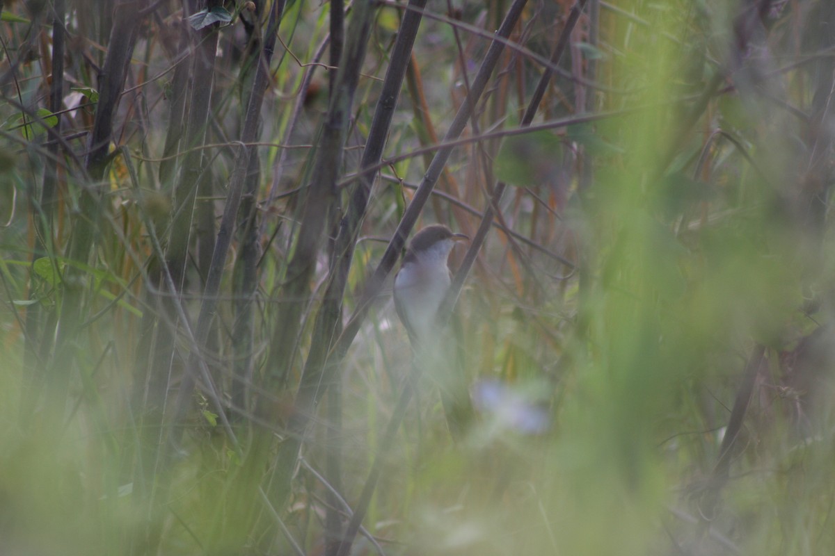 Coulicou à bec jaune - ML646882916