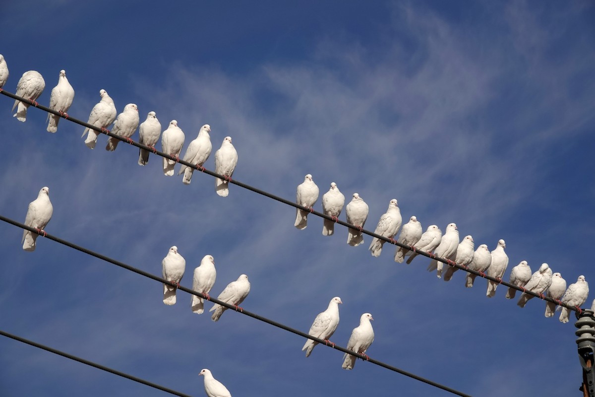pigeon/dove sp. - ML646882920