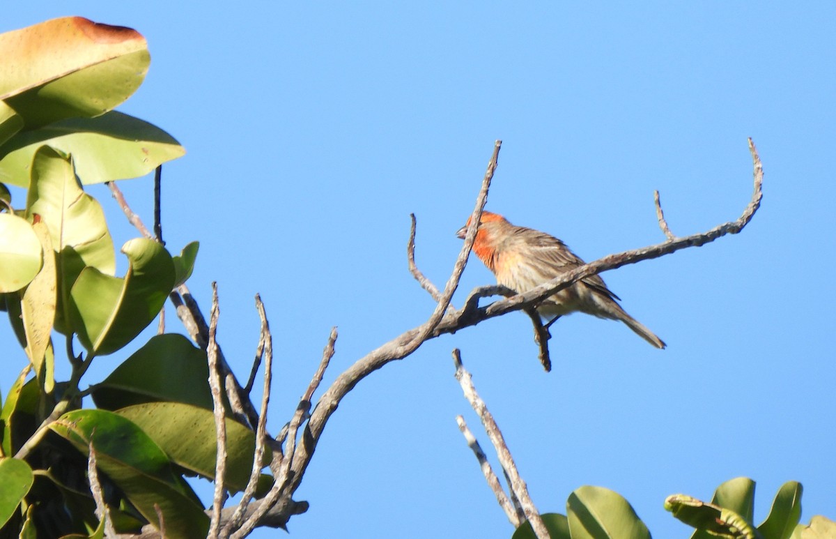 House Finch - ML646882924