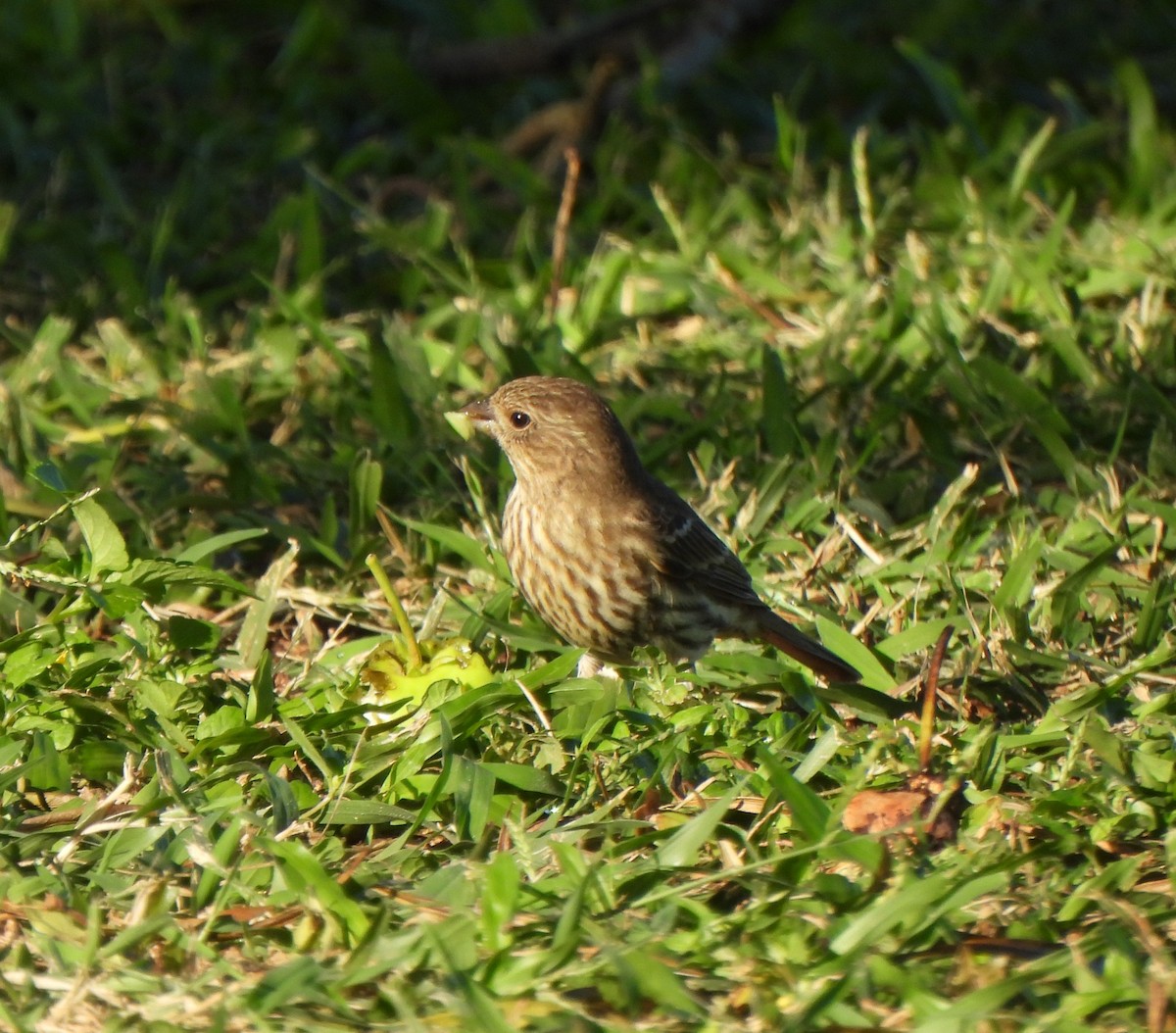 House Finch - ML646882925