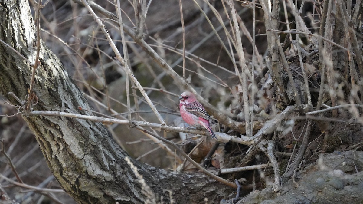 Pallas's Rosefinch - ML646882926