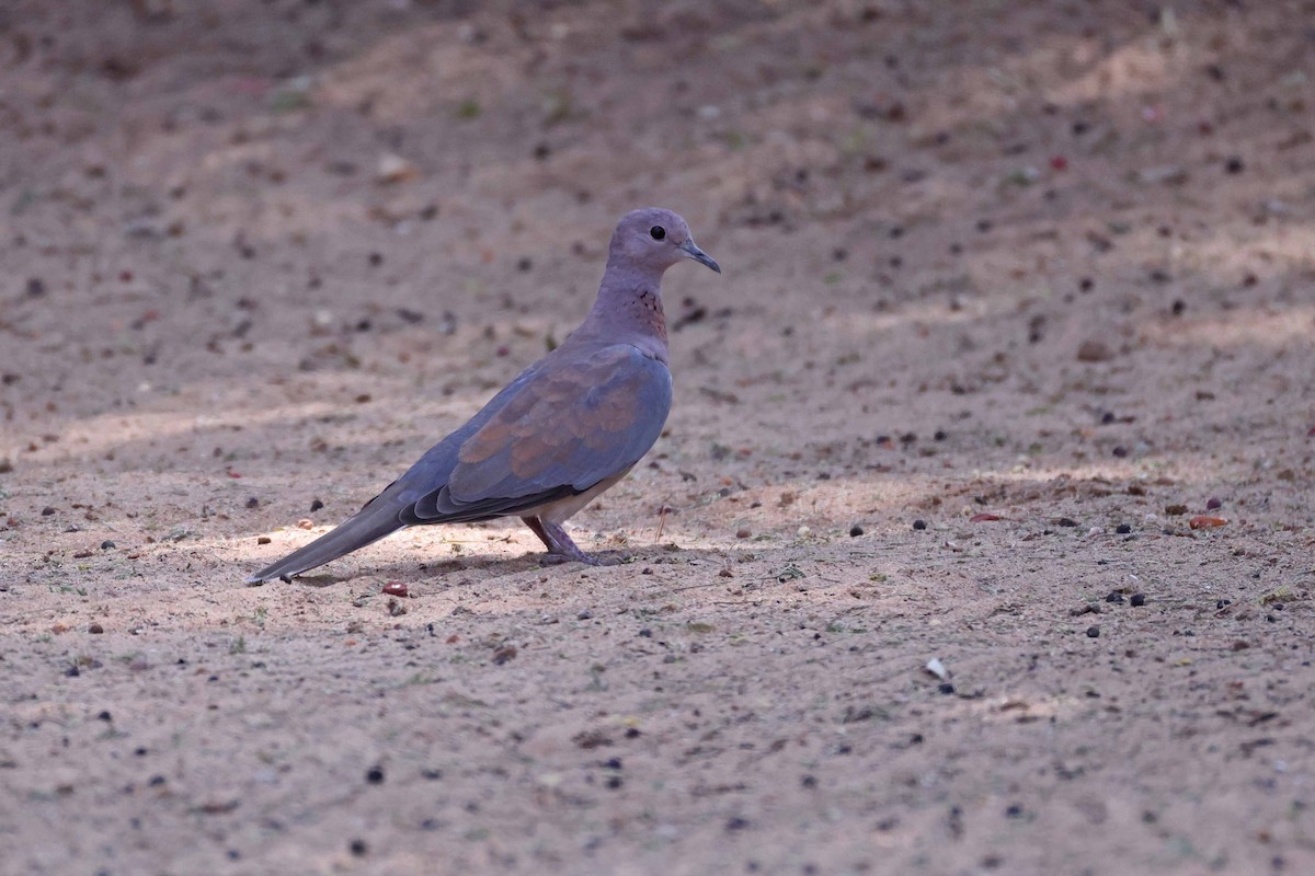 צוצלת - ML646882927