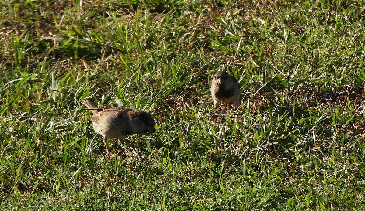 Gorrión Común - ML646882928