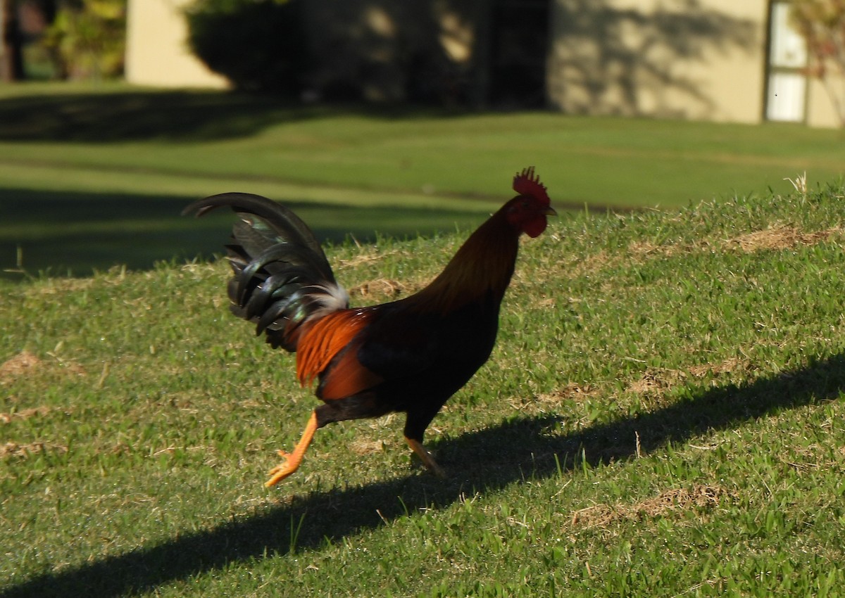 Red Junglefowl (Domestic type) - ML646882939