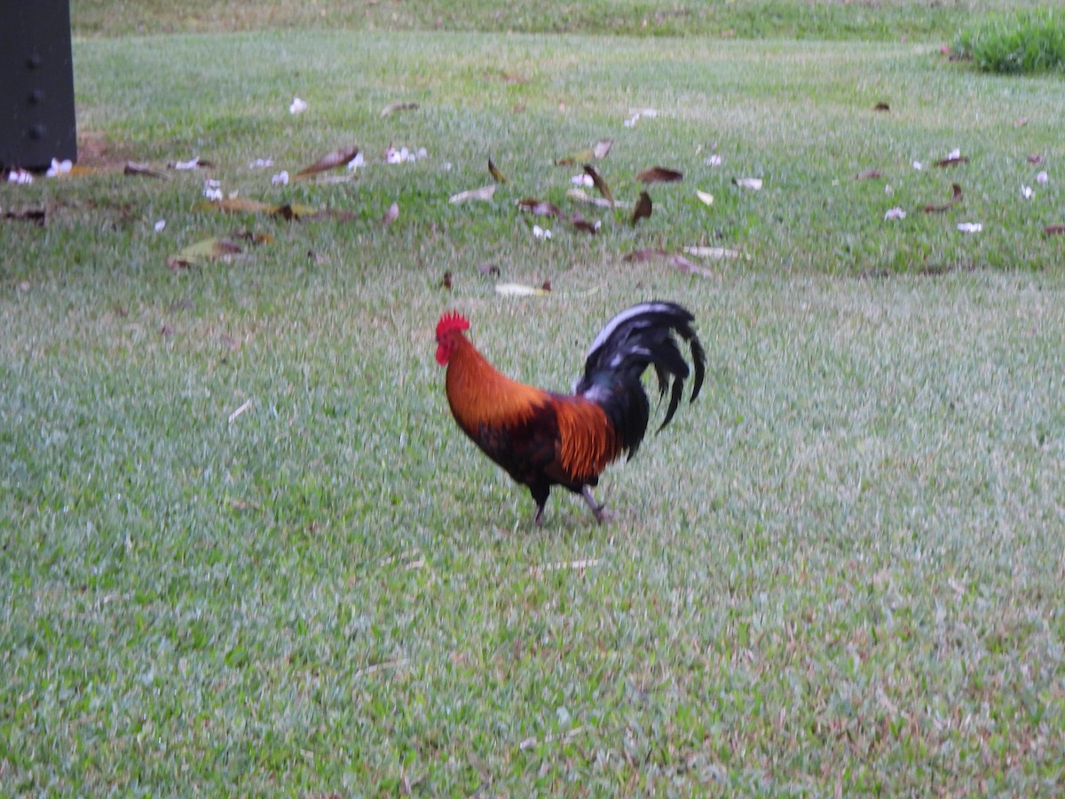 Red Junglefowl (Domestic type) - ML646882940