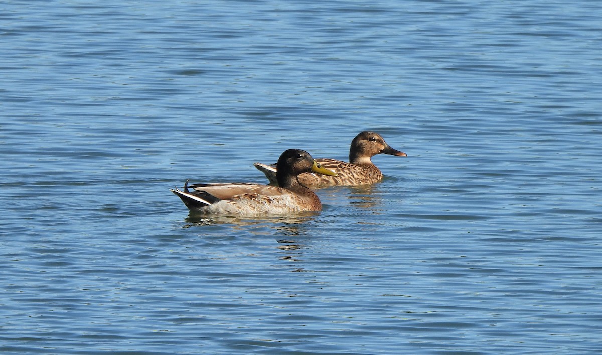 Mallard (Domestic type) - ML646882942