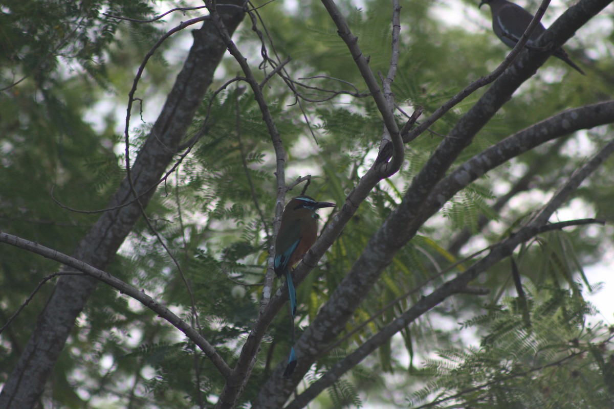 Момот рудочеревий - ML646882944