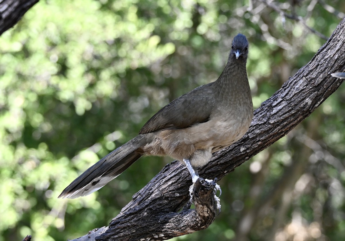 čačalaka obecná - ML646882945