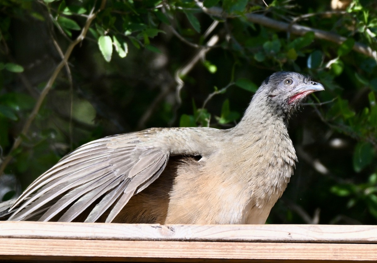 čačalaka obecná - ML646882946