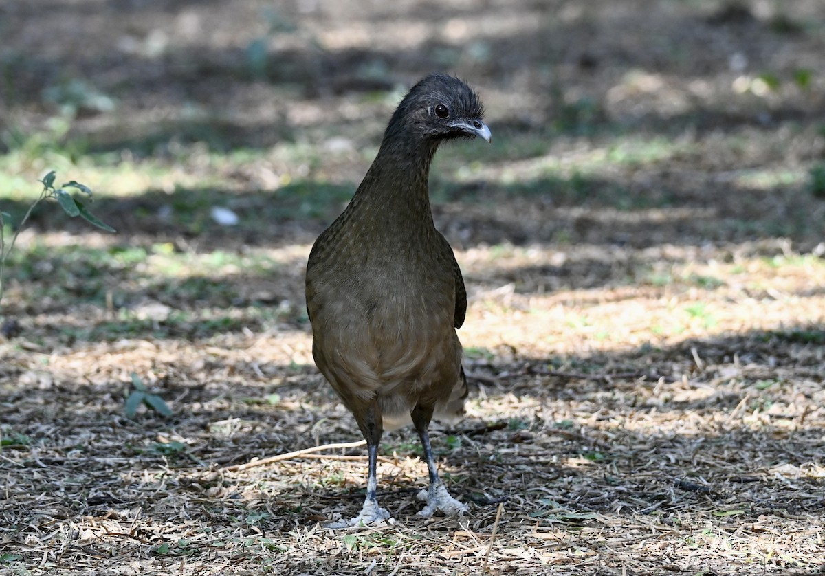 čačalaka obecná - ML646882947